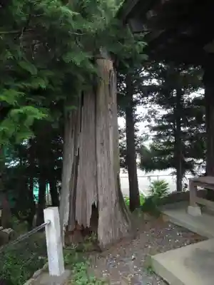 富士浅間神社の自然