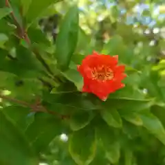 徳泉寺の自然