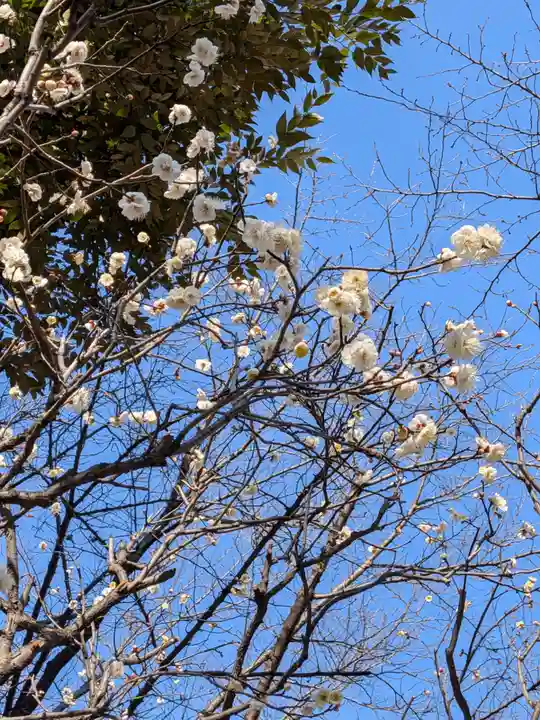新井天神北野神社(東京都)