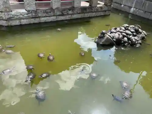 成田山新勝寺の動物