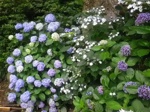 五所神社の自然