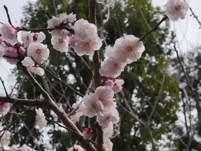 菅原神社（子安天満宮）の自然