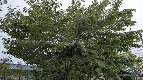 釧路八幡宮の自然