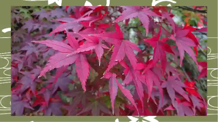 冠稲荷神社(群馬県)