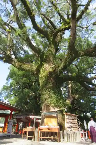 熊野那智大社の自然