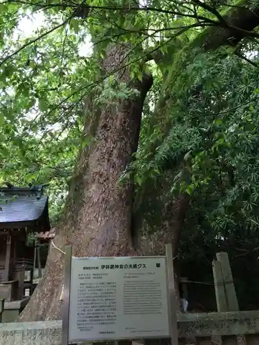 伊弉諾神宮の自然