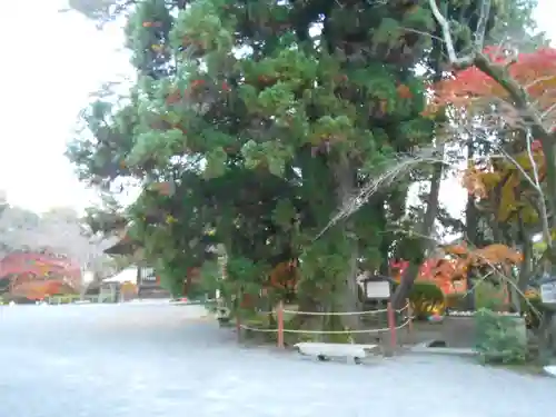 園城寺（三井寺）(滋賀県)