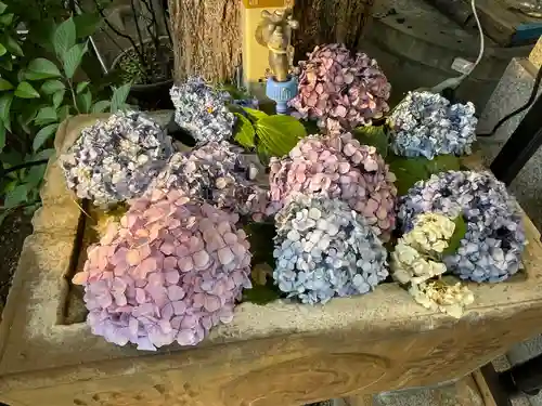 菊名神社の手水舎