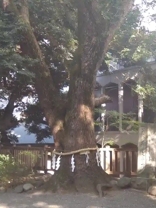 乃木神社の自然
