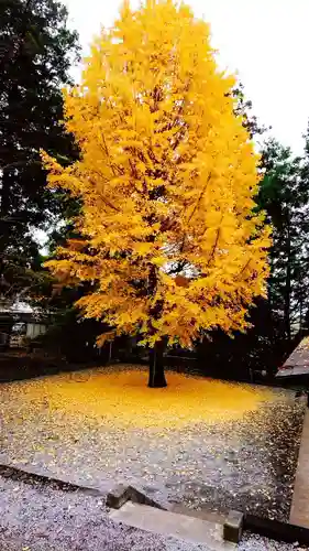 下野 星宮神社の自然
