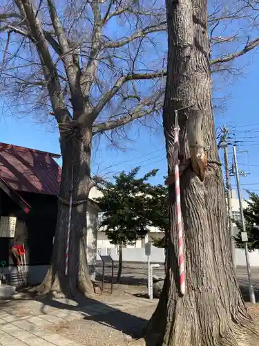 中の島神社の自然