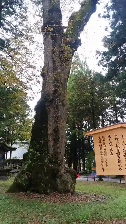 諏訪大社の自然