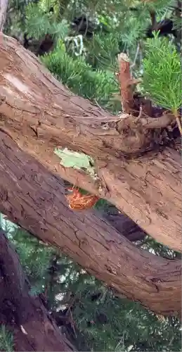 福井神社(福井県)