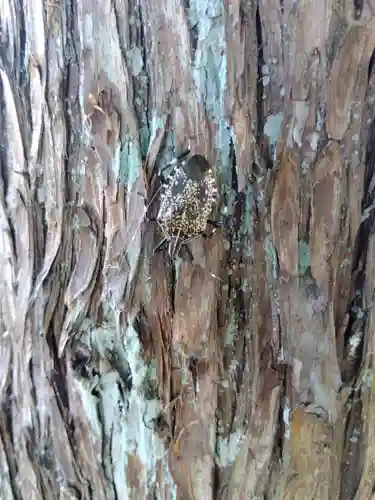 杉杜白髭神社(福井県)