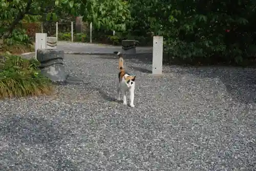 板倉雷電神社の動物