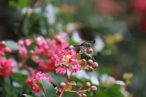 鹿島大神宮の自然