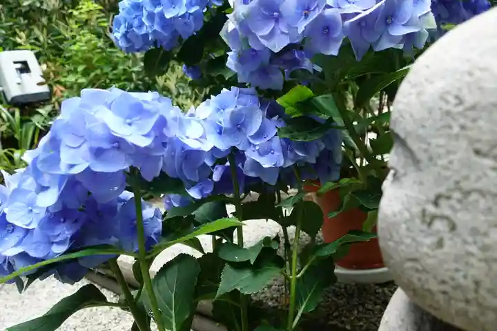 岡寺(龍蓋寺)(奈良県)