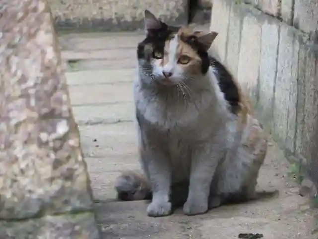 下御霊神社(京都府)