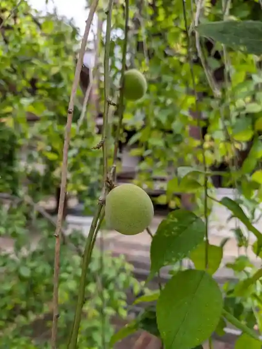 妙法寺(東京都)