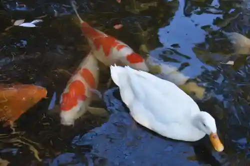 平塚八幡宮の動物