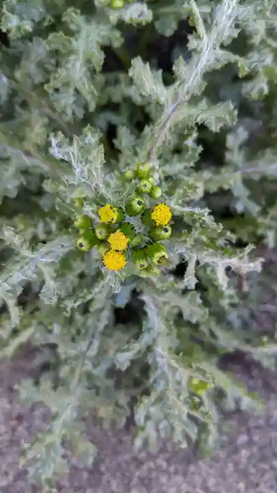 玉野御嶽神社の自然