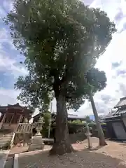 古戸神社(滋賀県)