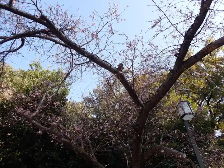 櫻木神社の自然