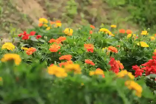 阿久津「田村神社」（郡山市阿久津町）旧社名：伊豆箱根三嶋三社の庭園