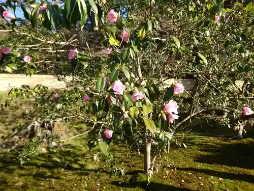 霊鑑寺門跡の自然