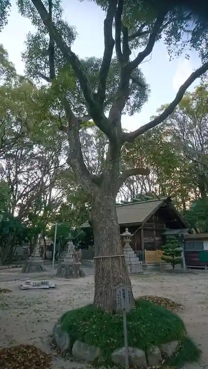神明社(桜神明社)の自然