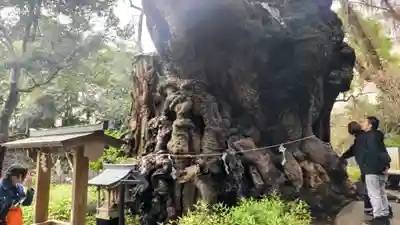 來宮神社(静岡県)
