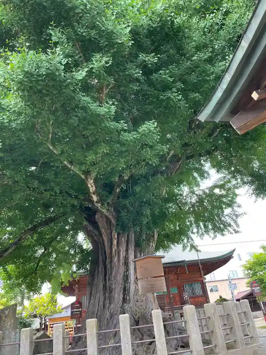 飛騨国分寺の自然
