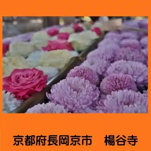 柳谷観音 楊谷寺(京都府)