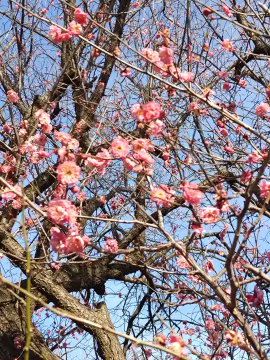 文殊寺(埼玉県)
