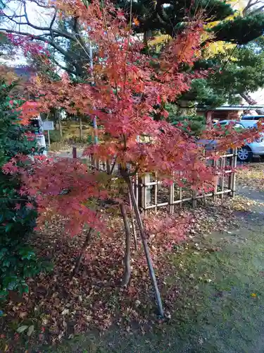 新発田諏訪神社の自然