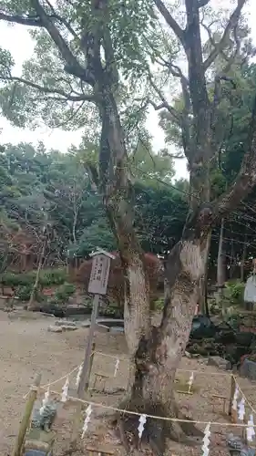 玉鉾神社の自然