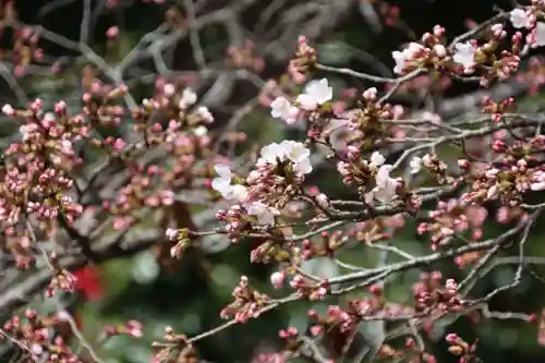 田村神社の自然