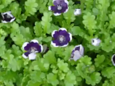 立志神社の自然