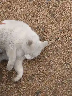 羽黒神社の動物