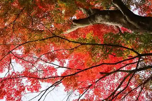 神炊館神社 ⁂奥州須賀川総鎮守⁂の自然