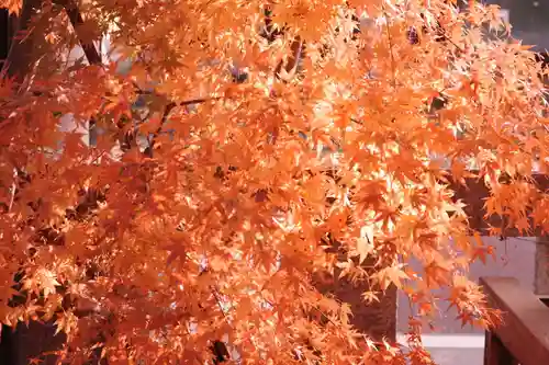 甲斐國一宮 浅間神社(山梨県)