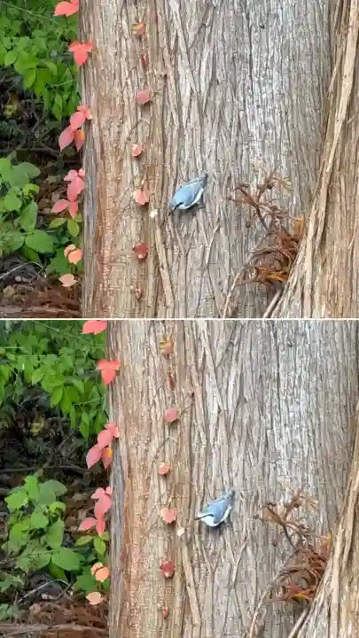 矢不来天満宮(北海道)