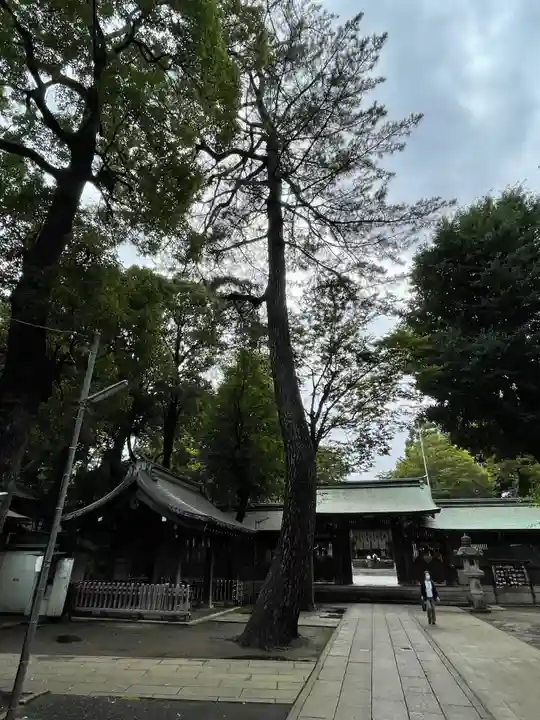 荻窪八幡神社の自然