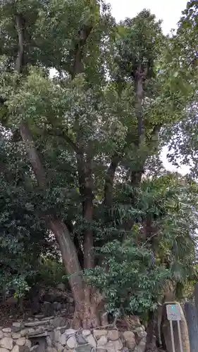 安居神社の自然