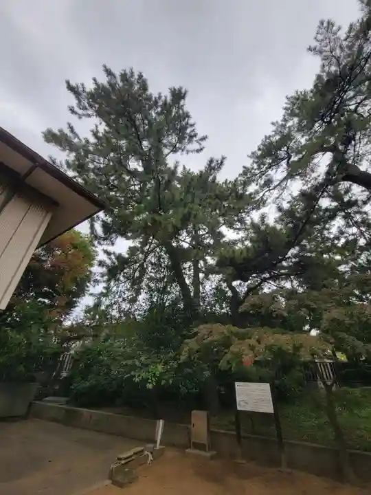 葛飾神社の自然
