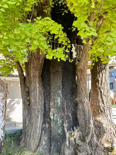 飛木稲荷神社の自然