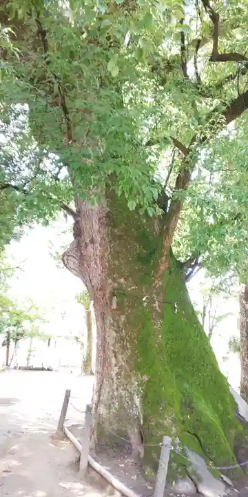 若宮八幡社の自然