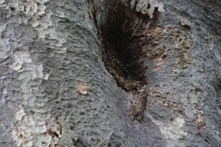 愛宕神社の自然