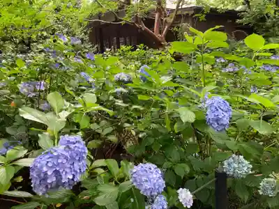 本土寺(千葉県)