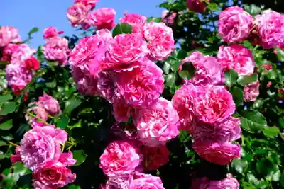 十日恵比須神社(福岡県)
